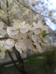 cherry tree blossom