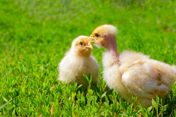 Hairless hen chick. Chickens close up. Chickens on green grass. Chikens farm