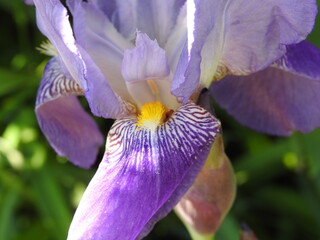  plant a flower called bearded iris, which grows commonly in home gardens in the city of Białystok in Podlasie, Poland