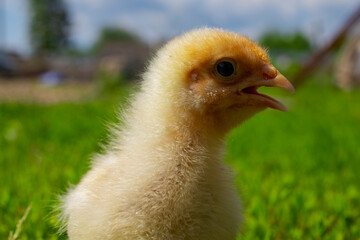 Yellow chick on green grass. Close up bird chick. Domestic chicken