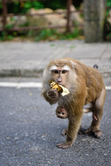 Macaco com filhote