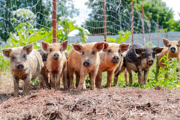 Six piglets of the hungarian mangalica stand in a row on a sunny day outside. Cute little piglets at the farm © Alexey