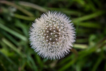 Dandelion in the grass