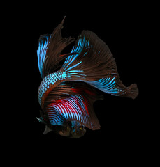 Betta Siamese fighting fish, Rhythmic of betta fish (Halfmoon dark blue dragon) isolated on black background. Swimming and show an attractive body. Moving and dancing concept.