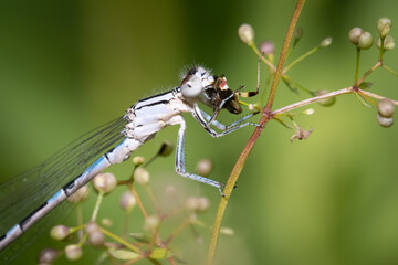 A Familar Bluet damselfly eats a grasshopper in a meadow near Thickson's Woods in Whitby, Ontario.