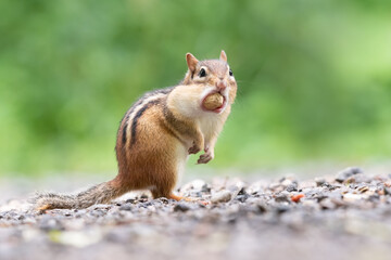 An Eastern Chipmunk pauses after stuffing an entire peanut in its cheek pouches at Lynde Shores...
