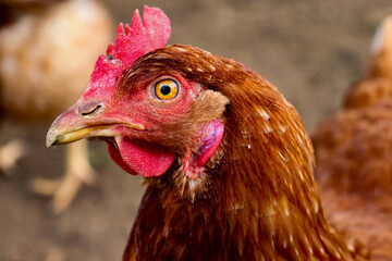 portrait of a chicken