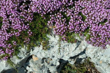 Blooming thyme on a grey stone in the summer Crimean mountains