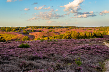 Fototapeta na wymiar Blooming purple heather in the Netherlands at national park called Veluwezoom, posbank