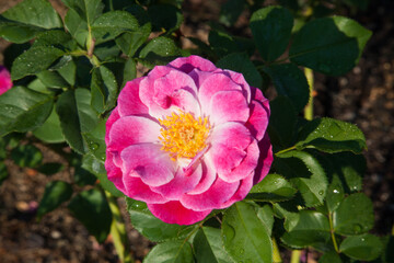 Red rose in a garden