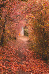 Fototapeta na wymiar Autumn colors in the trees