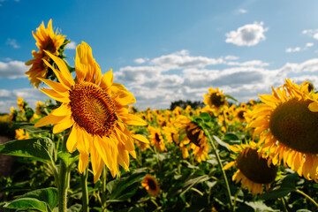 Sunflower in a field of sunflowers under blue sky and beautiful clouds in an agricultural field