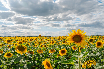 Sunflower in a field of sunflowers under blue sky and beautiful clouds in an agricultural field
