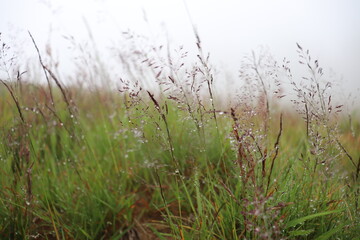 grass in the wind after the rain