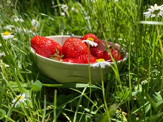 Reife frische Erdbeeren in Schüssel auf der Wiese