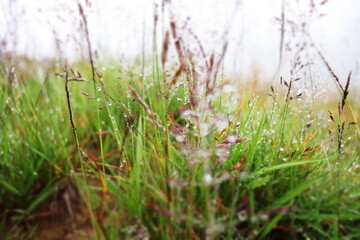 grass in the morning after the rain