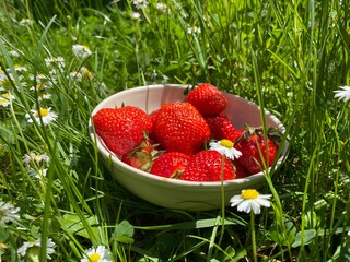 Reife frische Erdbeeren in Schüssel auf Wiese umringt von Gänzeblumen