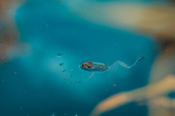 Frog in the water