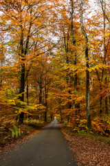 autumn in the forest