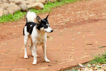 The puppy dog stand up in garden at thailand