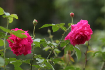 red and white flower