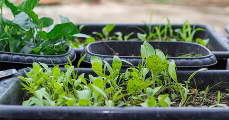 The seedlings of healthy vegetables that grow themselves in a non-toxic pot.