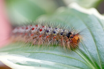 Die Raupe des Schwammspinners, Lymantria dispar