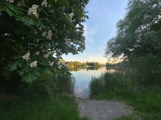 Baggersee Kastanienbaum Blüten Spiegelung