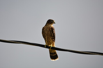 Merlin falcon sits perched on a wire along a country road hunting