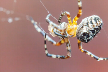 Arachnophobia fear of spider bite concept. Macro close up spider on cobweb spider web on blurred brown background. Life of insects. Horror scary frightening banner for halloween.
