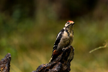 Male great spotted woodpecker on a branch in a forest
