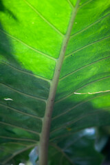 Leaf in the sunshine