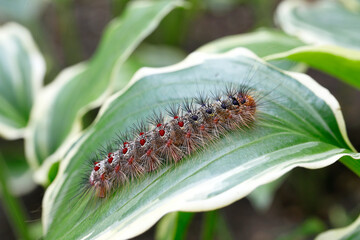 Die Raupe des Schwammspinners, Lymantria dispar