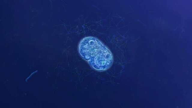 Cell Mitosis and Bacteria