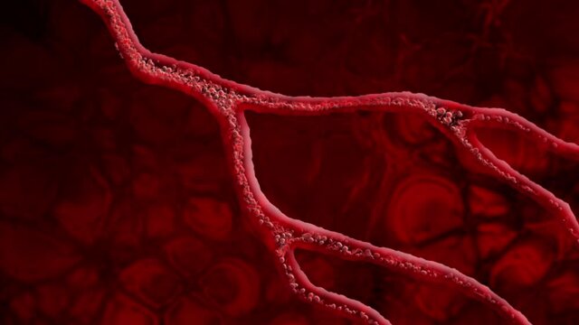 Blood Cells Flowing Through Vein