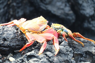 Galapagos Krabbe auf Felsen