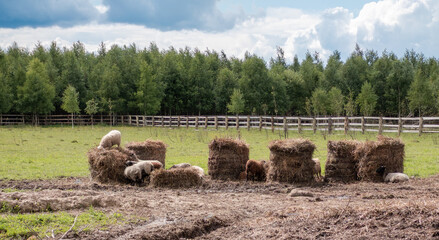 Rural landscape, in a paddock, on rolls of hay are sheep.