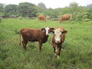 Kühe auf Galapagos