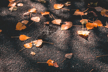 Flowers details under the sunlight
