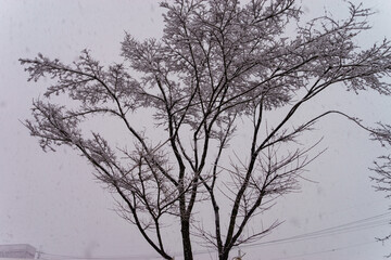 Snowy tall tree in winter.