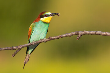 Multicoloured european bee-eater, merops apiaster, sitting on branch in summer. Small bird resting on twig with insect in beak. Colorful animal eating on bough.