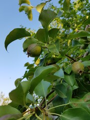 Green pears on a branch in the garden
