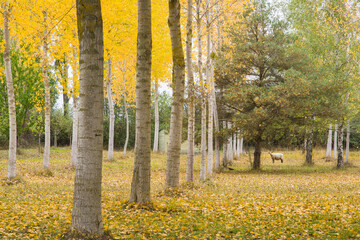 mouton dans une forêt en automne.
Forêt jaune en automne avec un mouton.
mouton perdu