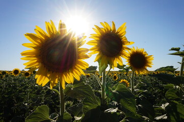 Blooming sunflowers under the rays of the bright sun