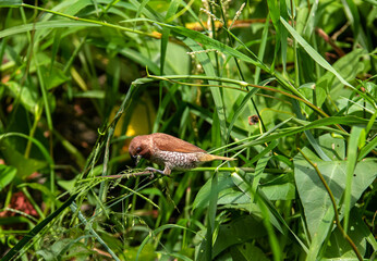 Scaly-breasted Munia