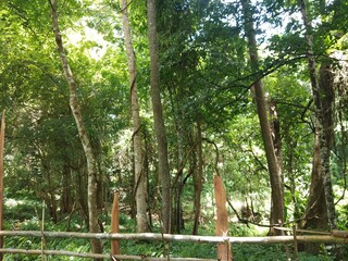 the forest in shan state, myanmar