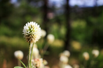 White flower growing in the field