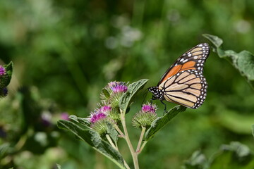 Monarch Butterfly on a thistle