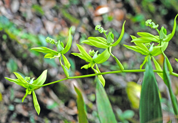 black orchid (coelegyn pandurata) like a balerina dancers © Debbi