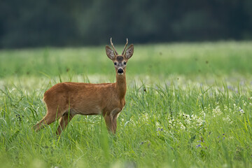 Naklejka na ściany i meble Alert roe deer, capreolus capreolus, buck watching on meadow in summer nature. Roebuck looking to the camera on field with wild flowers. Animal male standing on grassland.